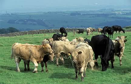 Beef Cattle